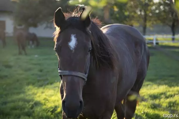 Ergela-Ljubičevo-Požarevac1