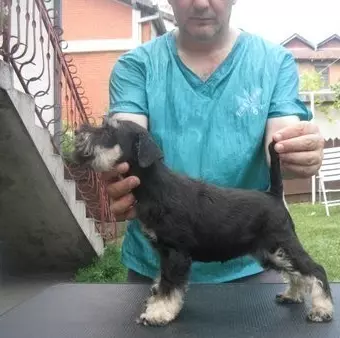 Frizerski-salon-za-pse-i-mačke-Vračar-Beograd5 Frizerski-salon-za-pse-i-mačke-Vračar-Beograd5