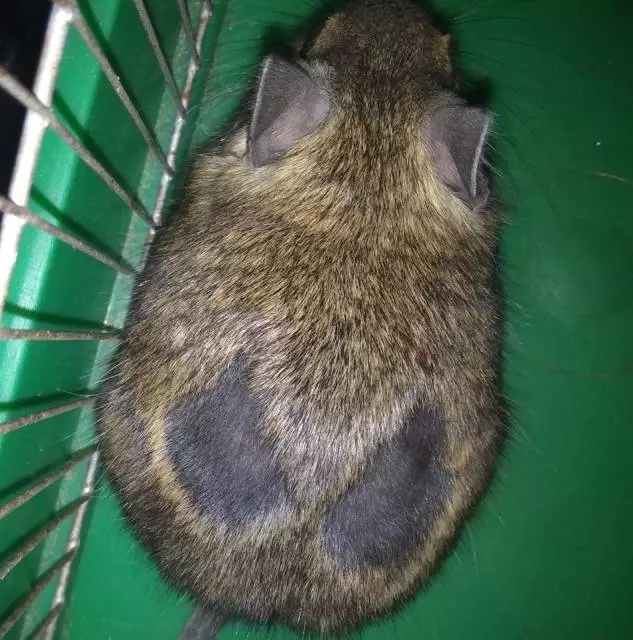 Izvodimo-lakse-hirurske-intervencije-i-sterilizaciju-u-veterinarskoj-ambulanti-TESTUDO-VET