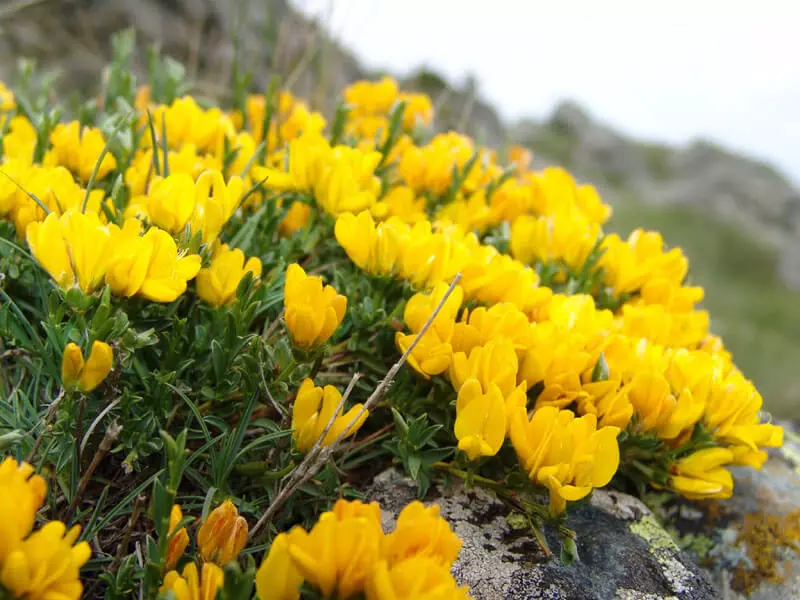 JP-Nacionalni-park-Kopaonik