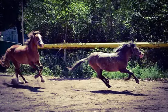 KonjičkiklubČegarNiš