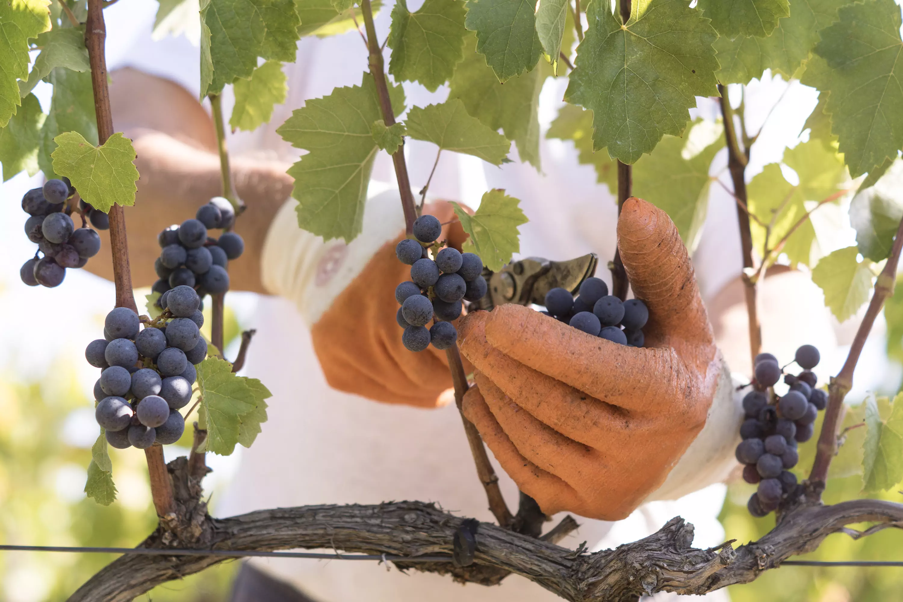 Kvalitetno-crveno-vino-Palić3