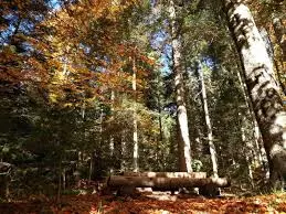 Održavanje-šuma-JP-Šume-Goč3 Održavanje-šuma-JP-Šume-Goč3