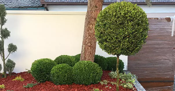 Podizanje-travnjaka-i-tepih-travnjak-Srbija4