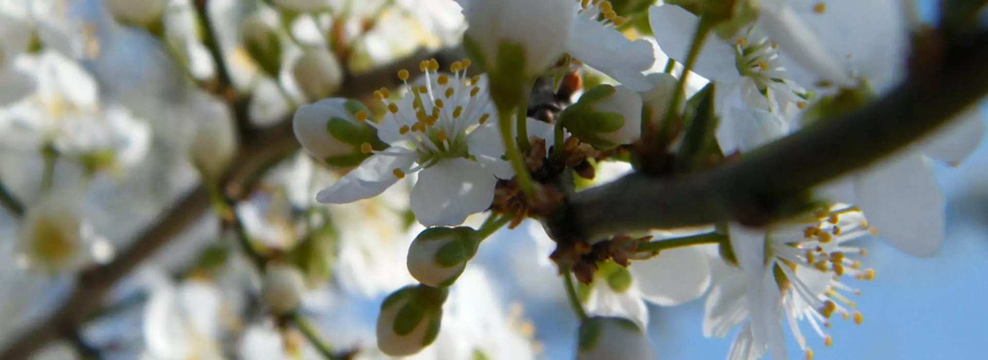 PovoljnogajenjesadnogmaterijalaKruševac4