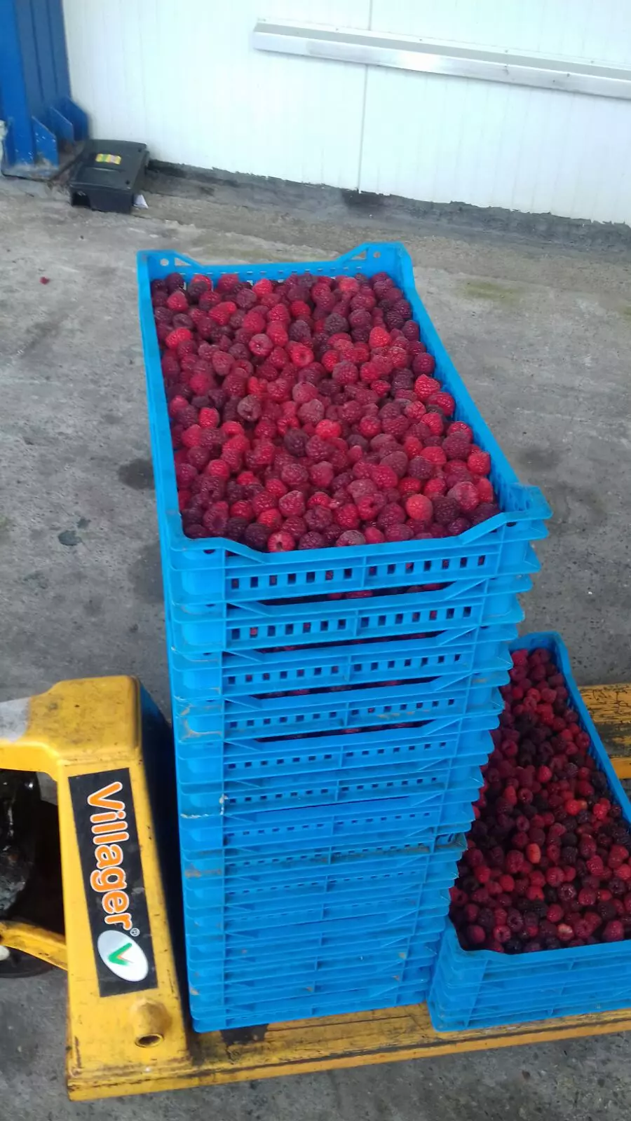 Prerada-i-prodaja-smrznutog-voća-Lučani4