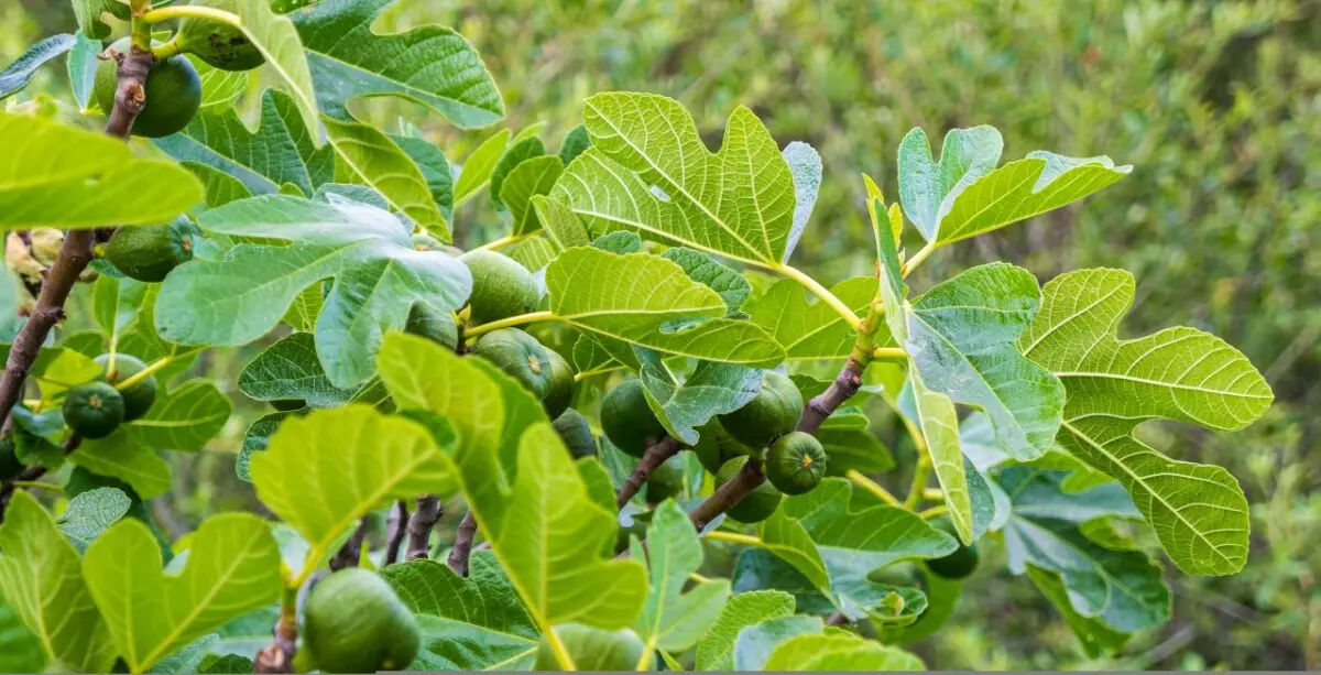 ProdajađubrivaisemenaCrepaja