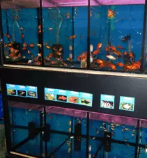 Prodaja-opreme-za-kućne-ljubimce-Požega1