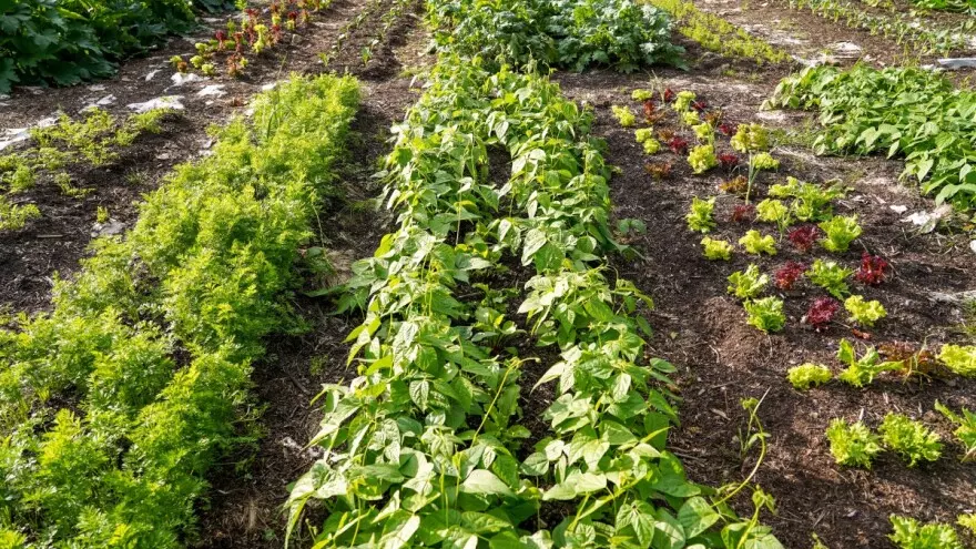 ProdajaiproizvodnjasadnogmaterijalapopovoljnimcenamaTrstenikSrbija