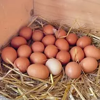 Prodaja organskih jaja Budva