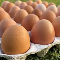 Prodaja organskih jaja Budva