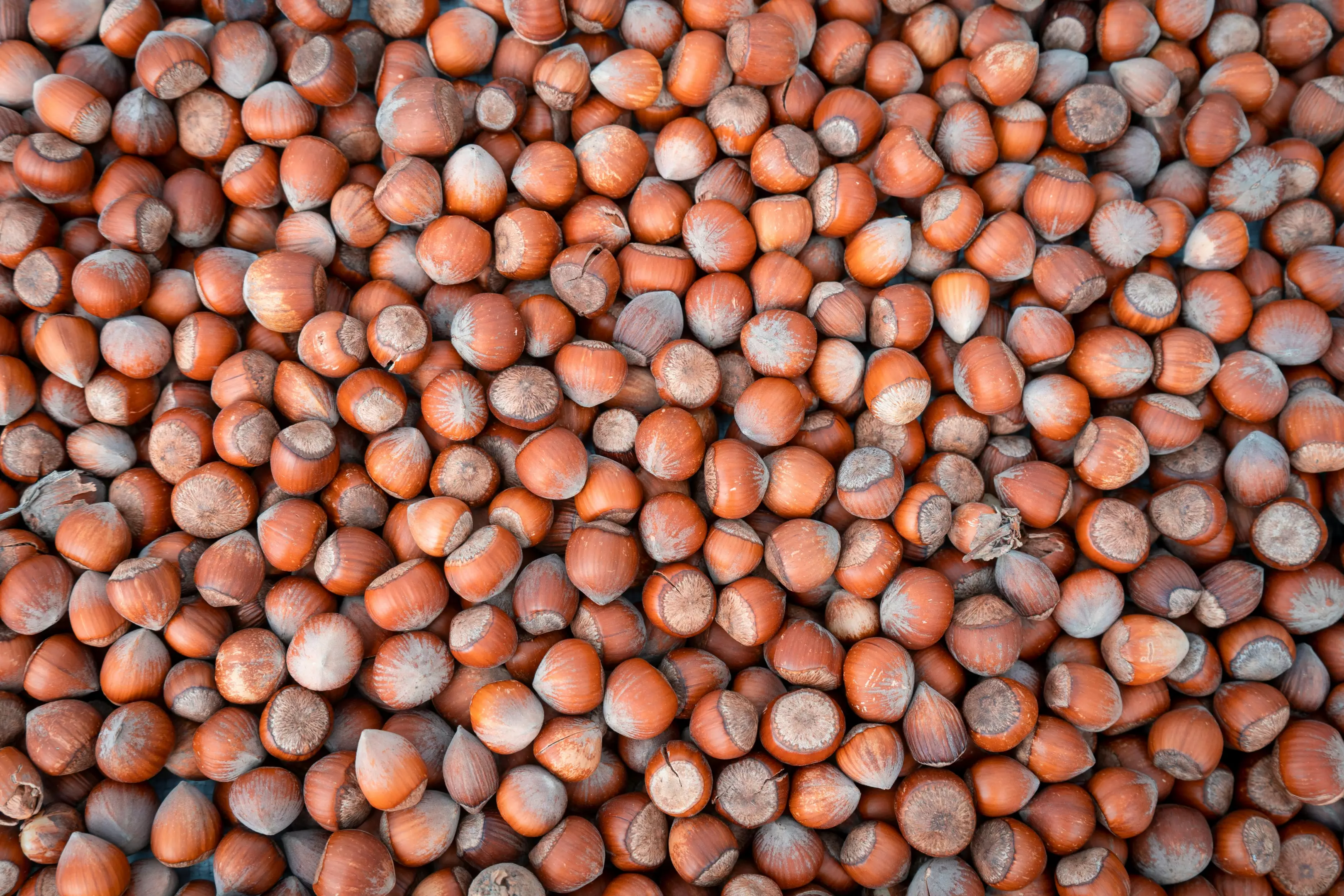 ProizvodnjaotkupiprodajalešnikaKovačicaSrbijaa1