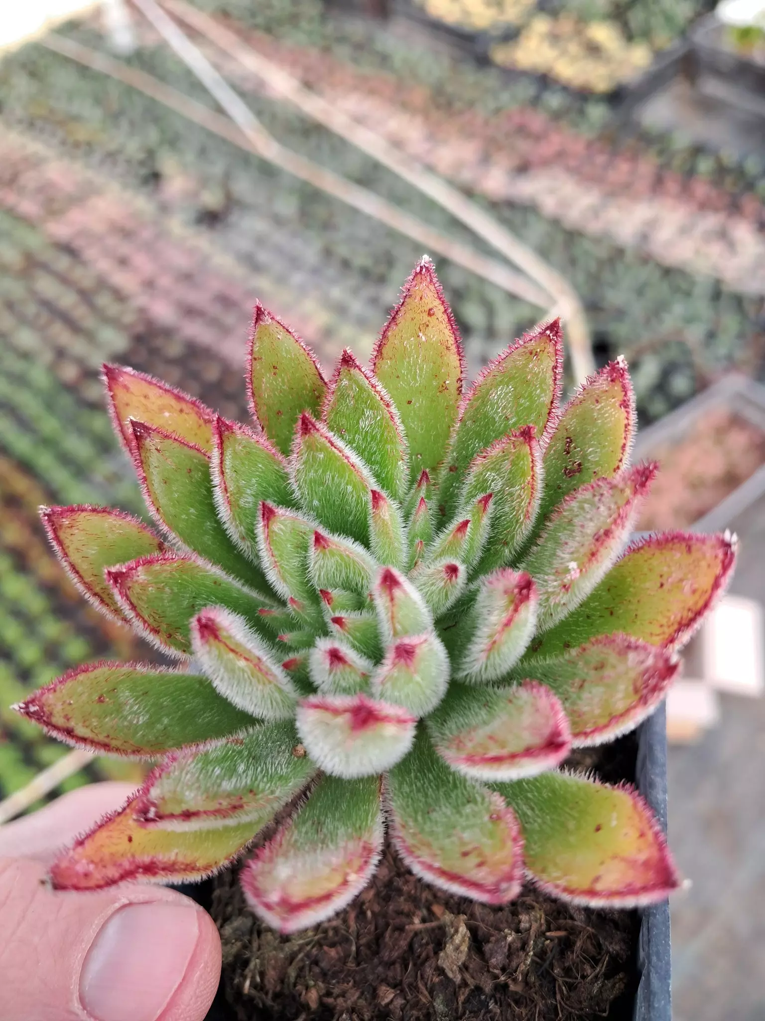 ProizvodnjaukrasnihbiljakaKruševac3 ProizvodnjaukrasnihbiljakaKruševac3