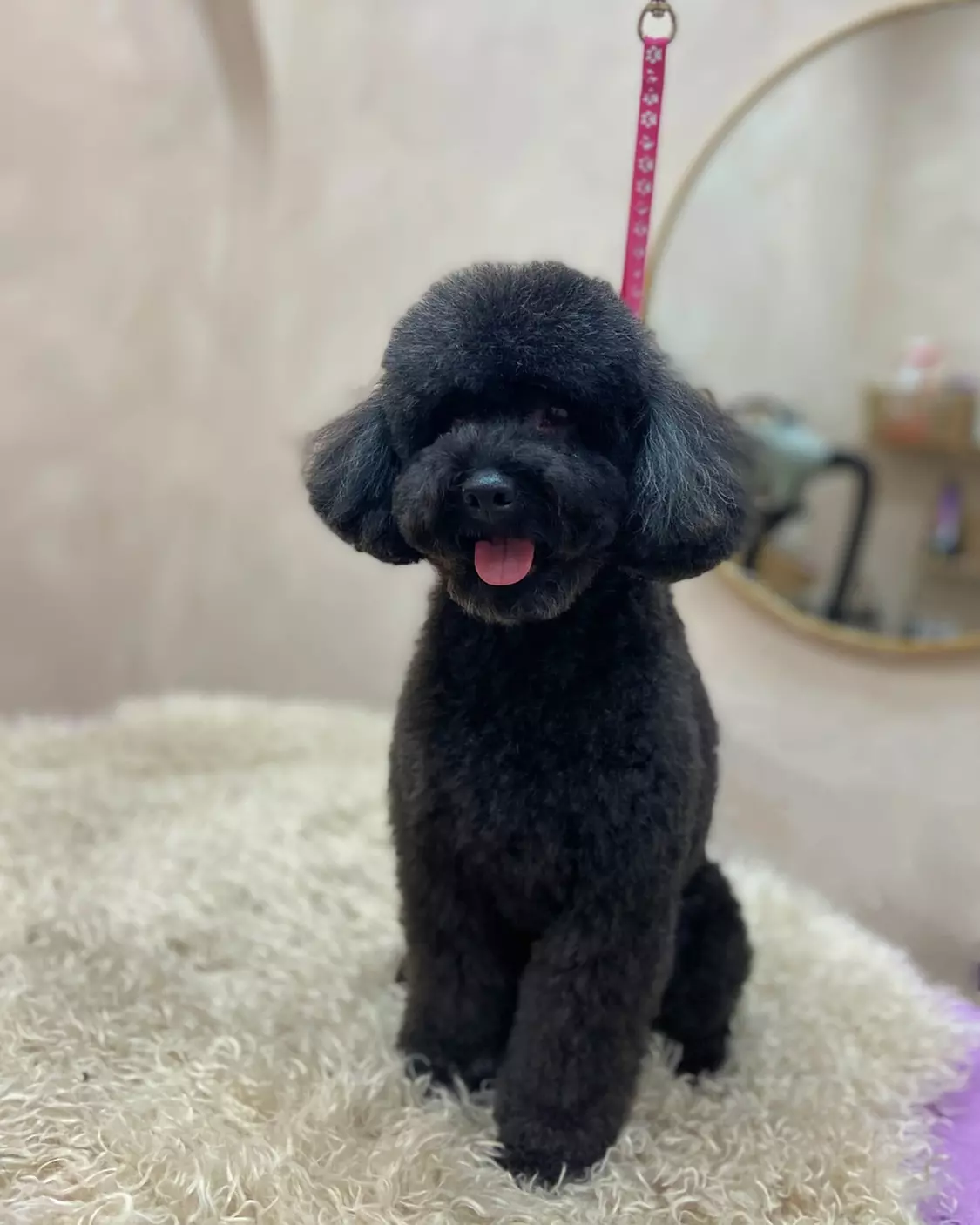 SalonzašišanjeinegupasaBor1