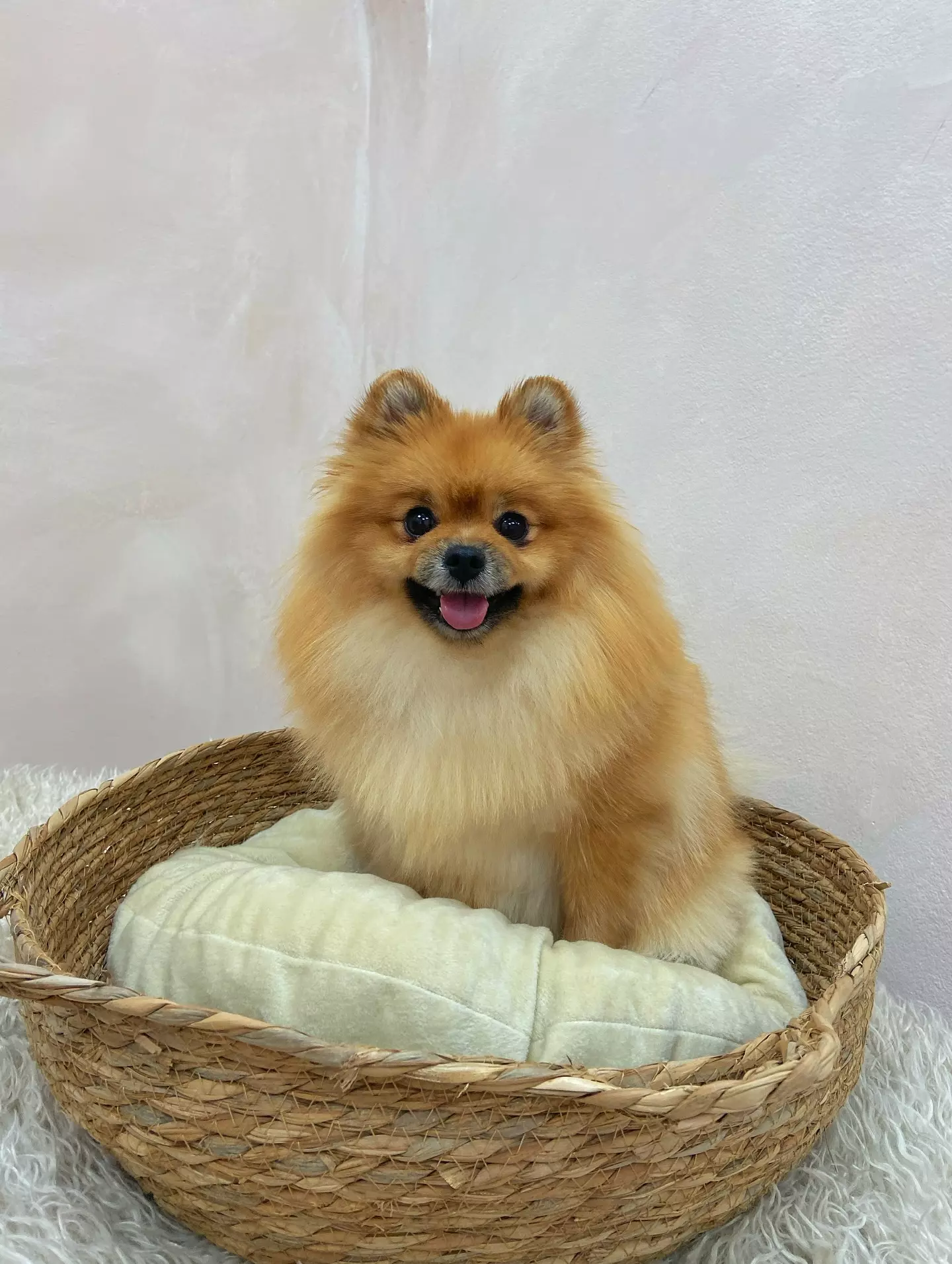 SalonzašišanjeinegupasaBor2