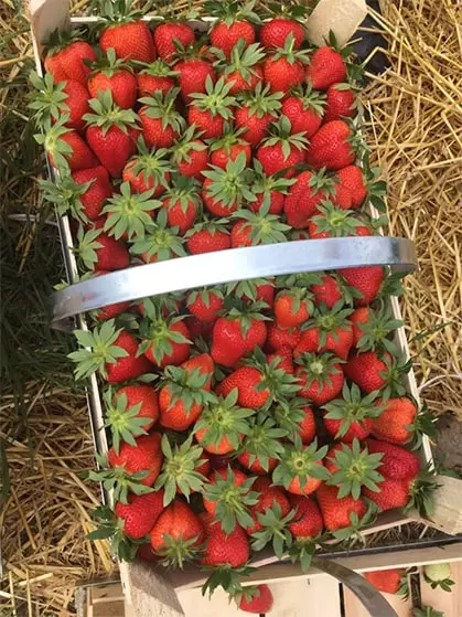 Skladištenje-voća-i-povrća-Čelarevo6