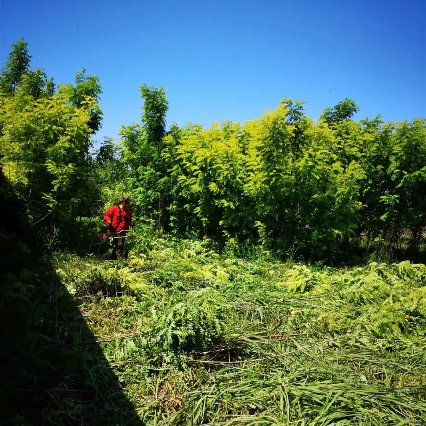 SređivanjedvorištaČurug1