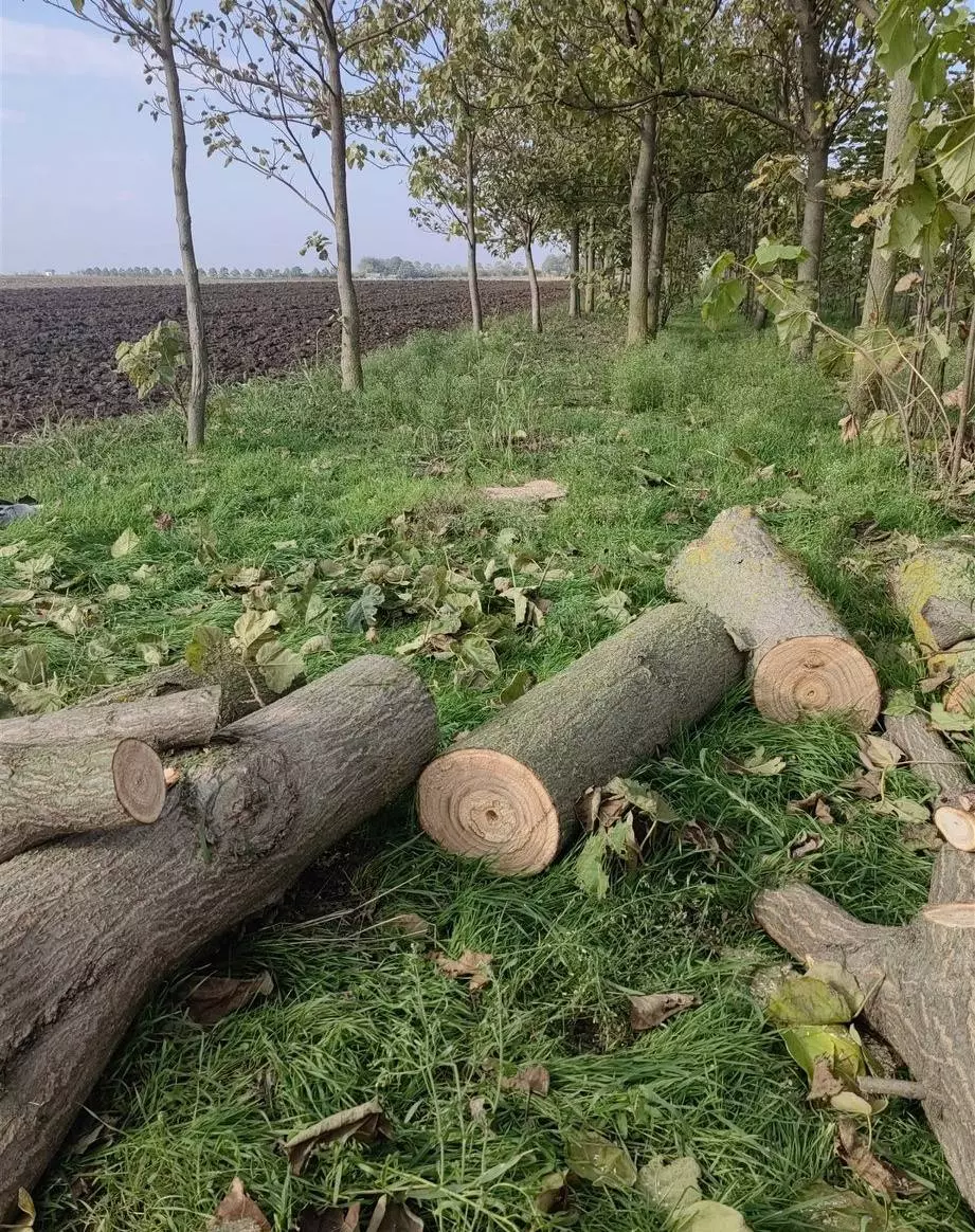 SređivanjedvorištaČurug5 SređivanjedvorištaČurug5