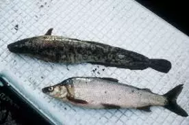 Ulov-ribe-Inđija-Beška4 Ulov-ribe-Inđija-Beška4