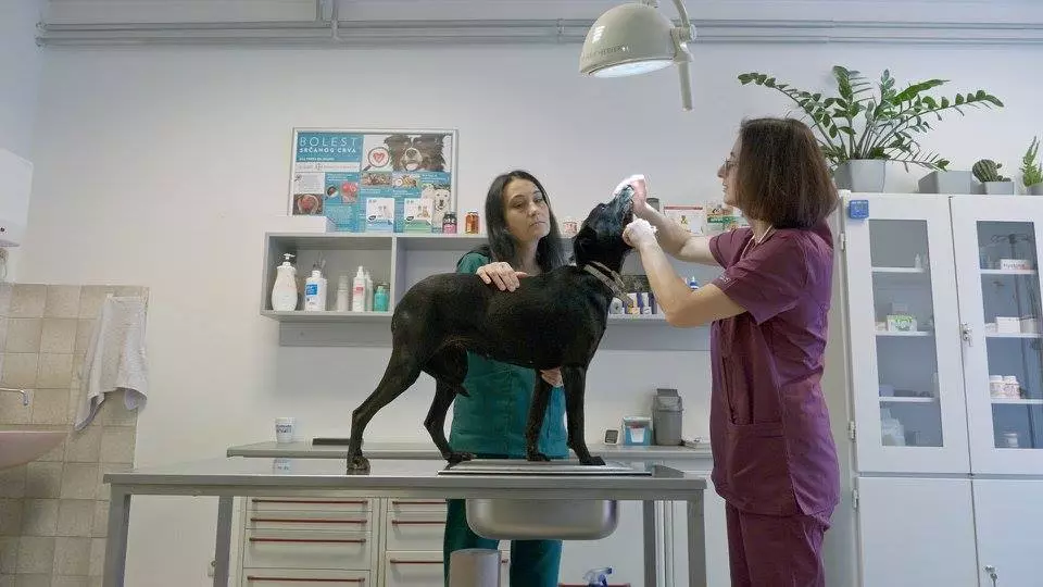 UltrazvukljubimacaObrenovac3