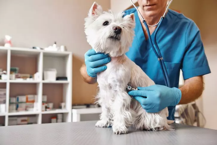 VeleprodajaveterinarskihlekovaBeogradSrbija