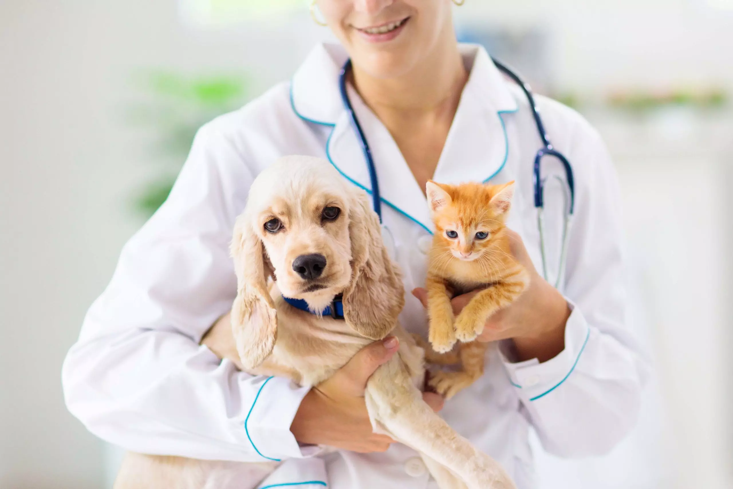 Veleprodaja veterinarskih lekova i medicinskih sredstava Srbija Veleprodaja veterinarskih lekova i medicinskih sredstava Srbija