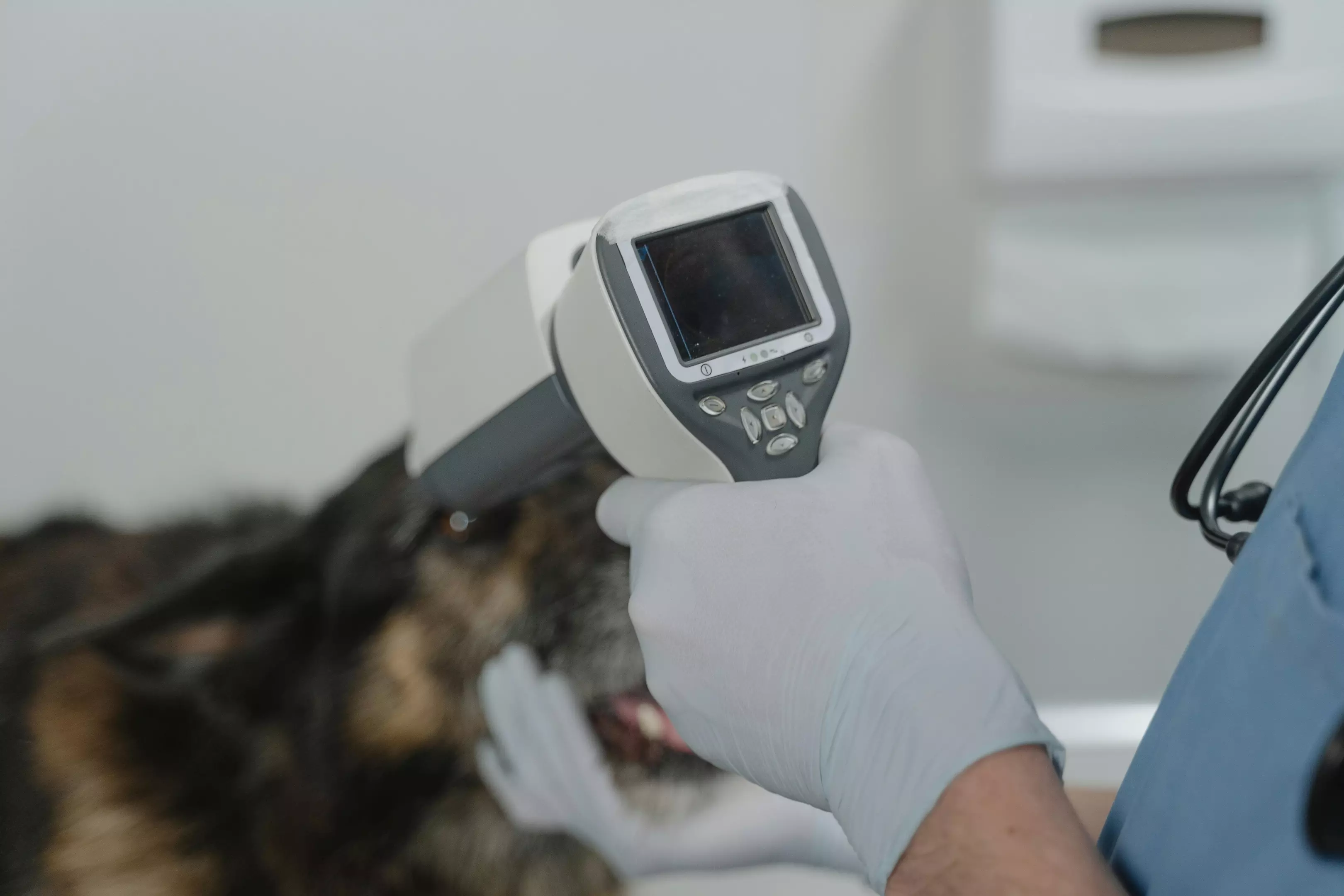 VeterinarInđija1