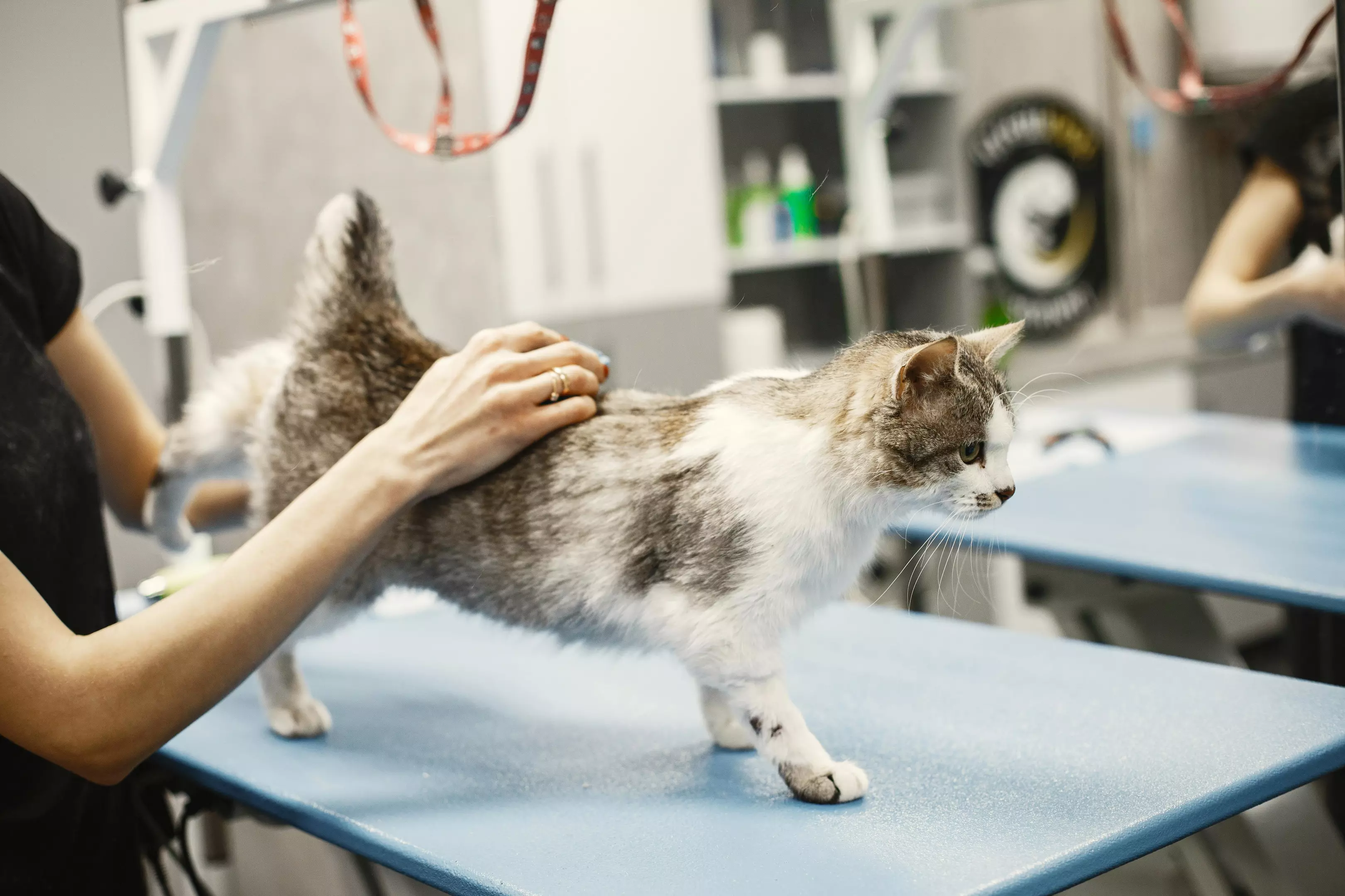 VeterinarInđija2
