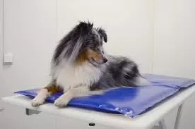 Veterinarska-ambulanta-Beograd-Voždovac4