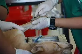 Veterinarska-stanica-Sjenica-Pešter4 Veterinarska-stanica-Sjenica-Pešter4