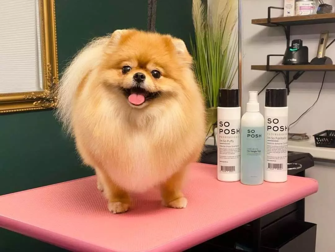 VeterinarskaapotekaPetshopBeogradStariGrad2