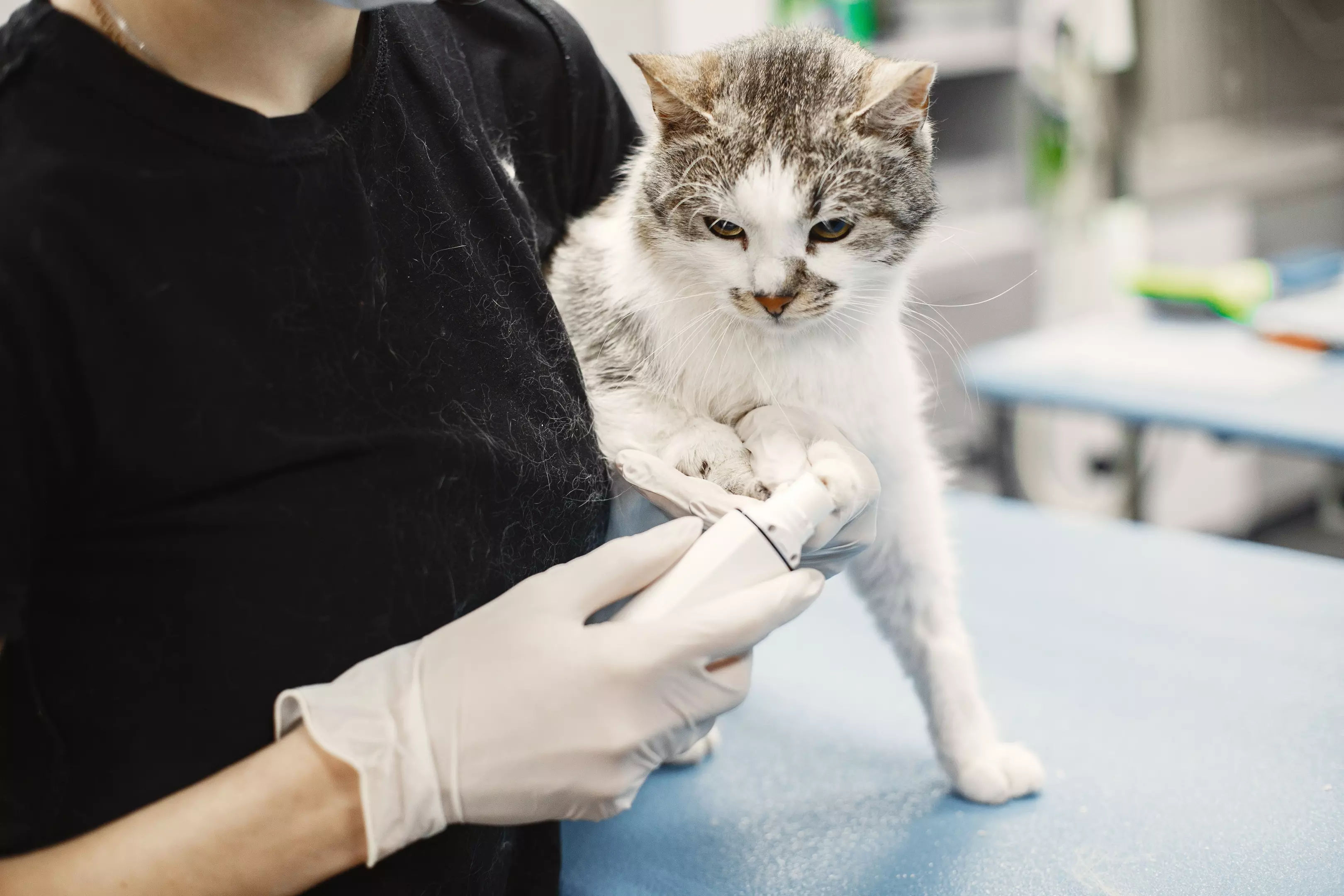 VeterinarskeuslugeKragujevac6