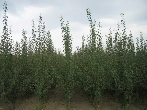 Voćne-sadnice-Ljubić-Čačak1