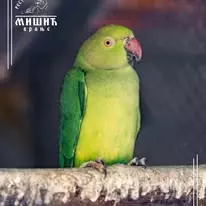 ZoovrtVranje4 ZoovrtVranje4