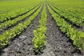 povoljne-ratarske-kulture-senta2