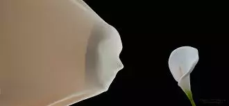 prirodni-kaučuk-i-lateks-cukarica-beograd2