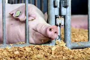 prodaja-sirovine-za-koncentrate-subotica1