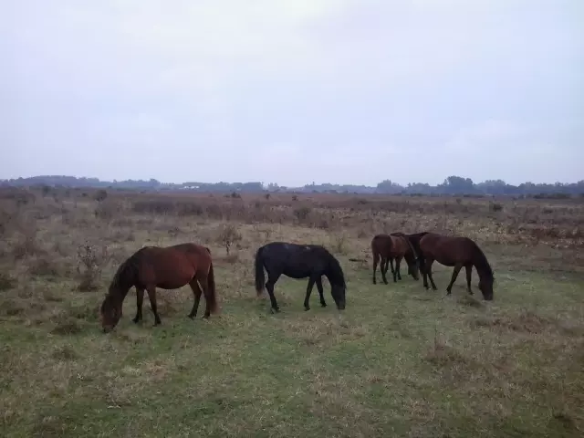 selekcija-domaćih-životinja-sremska-mitrovica1