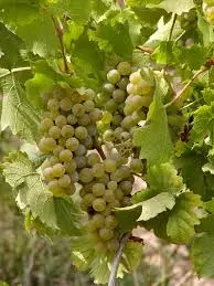 Proizvodnja loznih sadnica i reprodukcionog materijala Trstenik (4).jpg