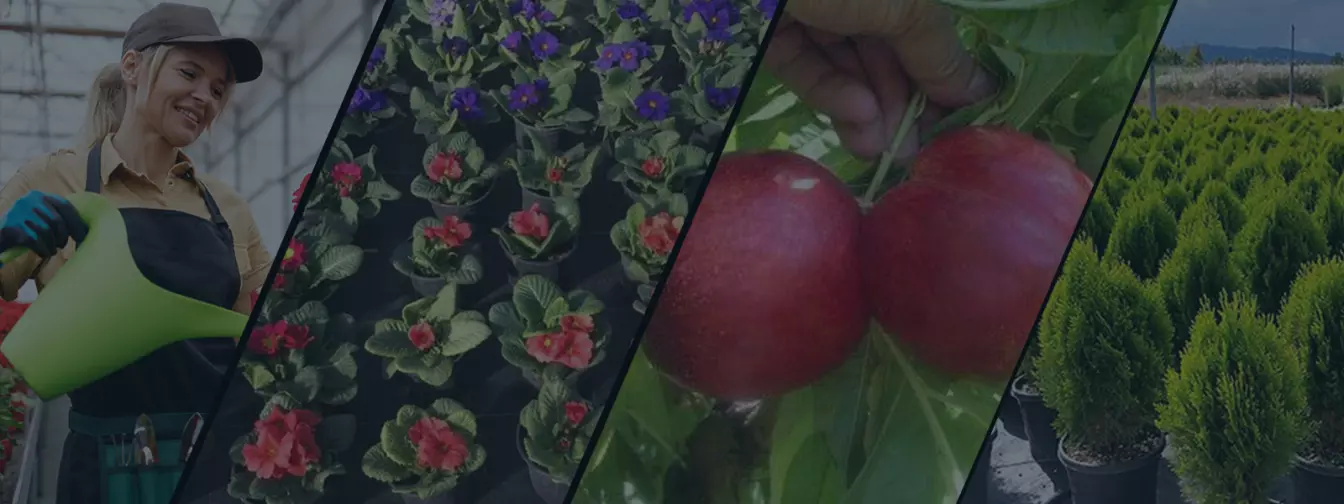 Hortikultura i rasadnici