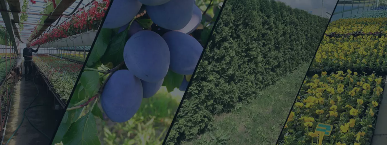 Hortikultura i rasadnici