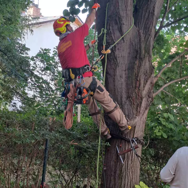 Rušenje drveća Vojvodina 1.jpg