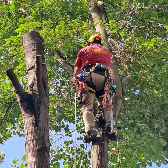 Rušenje drveća Vojvodina 2.jpg