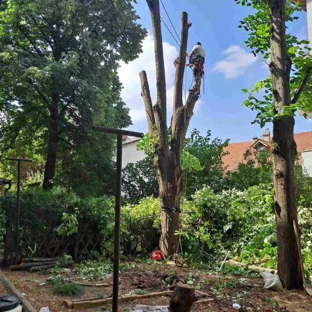 Rušenje drveća Vojvodina 3.jpg