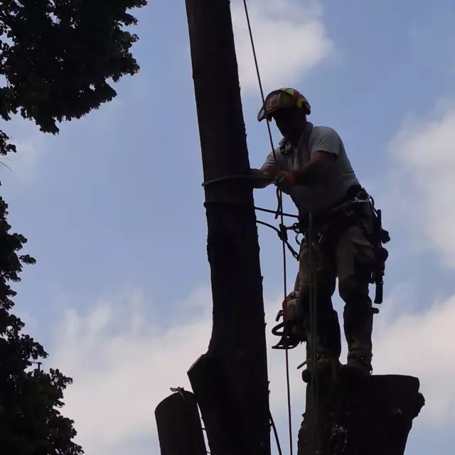 Rušenje drveća Vojvodina 4.jpg