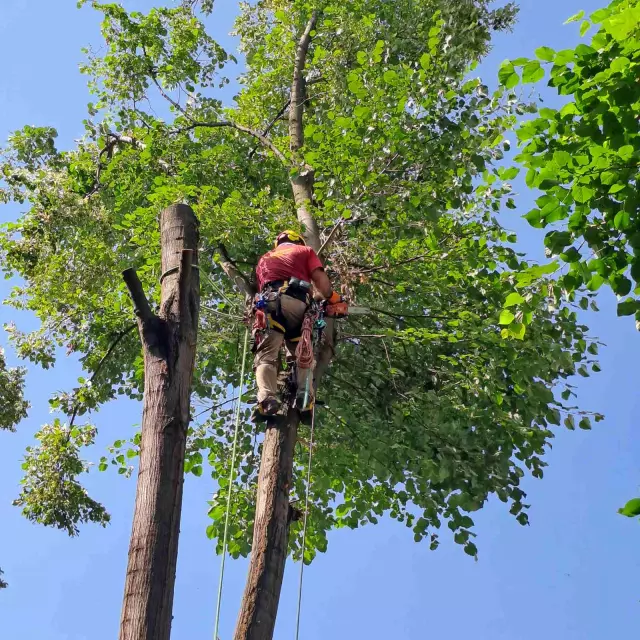 Rušenje drveća Vojvodina 5.jpg