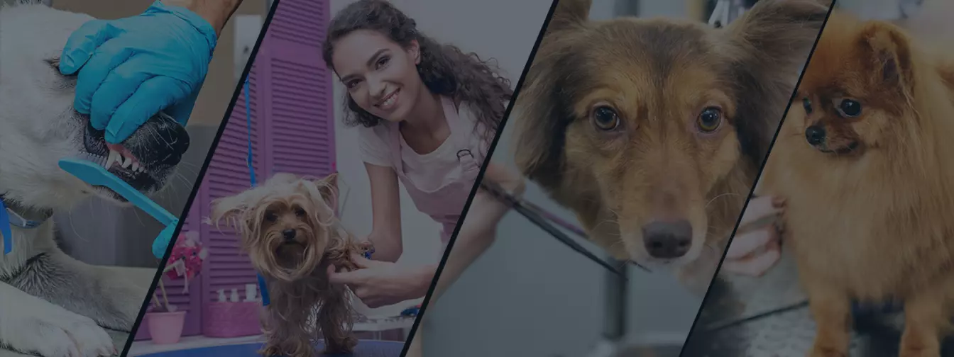 Saloni za kućne ljubimce, šišanje pasa