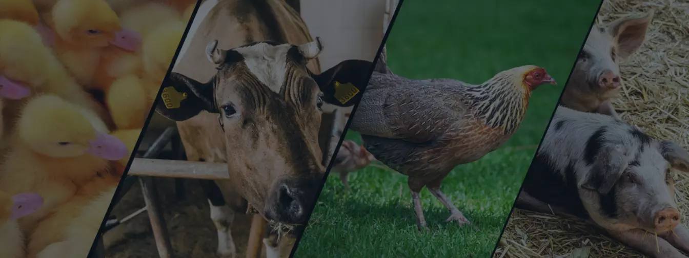 Stočarstvo i živinarstvo