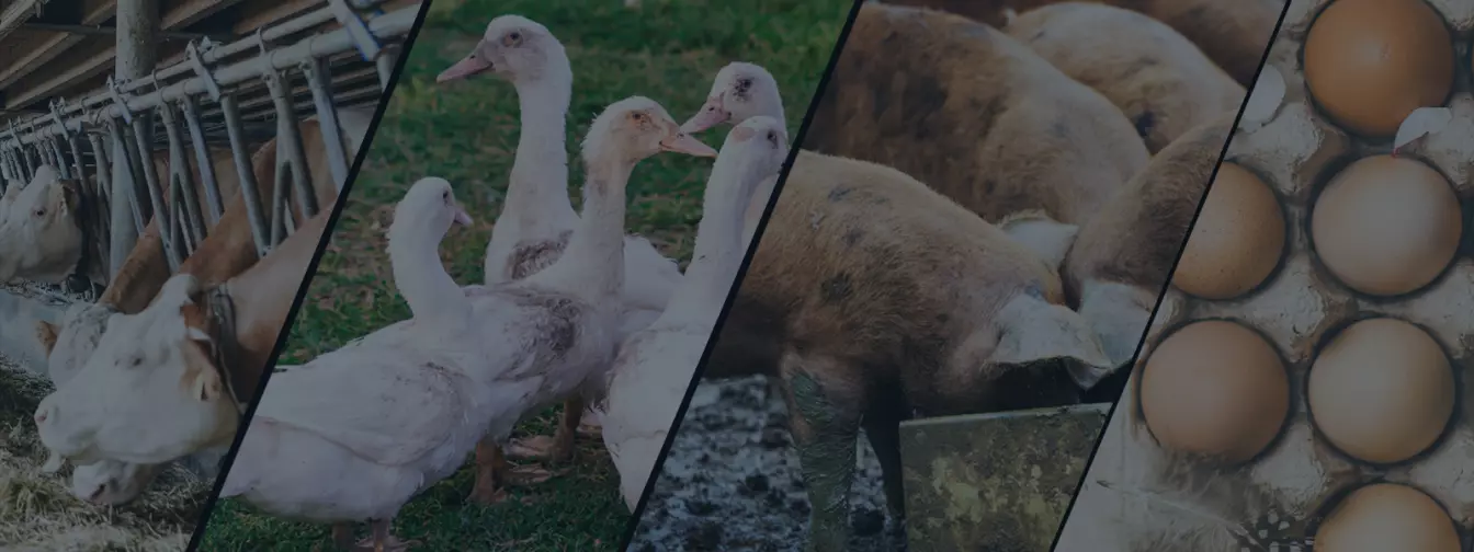 Stočarstvo i živinarstvo