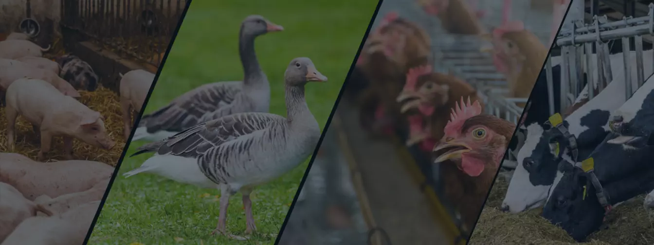 Stočarstvo i živinarstvo